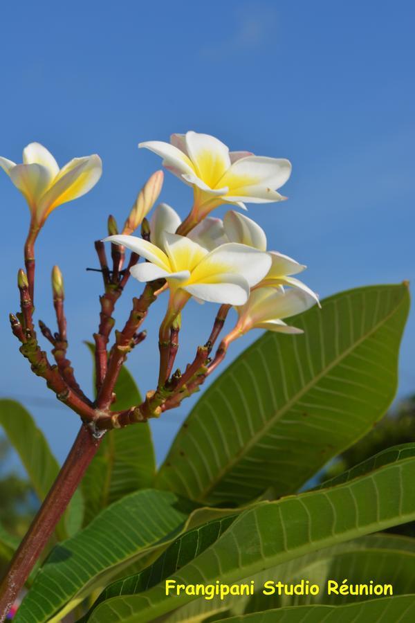 Frangipani Studio Réunion Lejlighed La Saline Les Bains Eksteriør billede